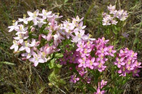 Goldenger alkoholist keeldumise eest